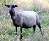 /album/fotogalerie-shetlandske-ovce/farma-beskydy-foto-cieslar-3456-jpg1/